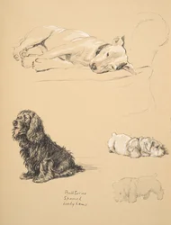 Bull-Terrier, Spaniel and Sealyhams, 1930, Illustrations from his Sketch Book used for 